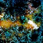 image: Image from the photoset ‘
damage (ccxci)
’.