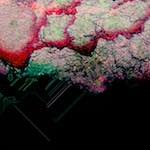 image: Image from the photoset ‘
damage (cciii)
’.