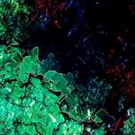 image: Image from the photoset ‘
damage (ccxi)
’.