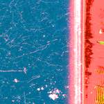 image: nonsense canaries