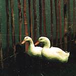 image: Image from the photoset ‘
untitled (xxxvi)
’.