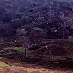 Image: Fourth image from the photoset 'highlands (xiii)'.