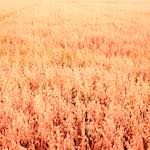 Image: Third image from the photoset 'north (i)'.