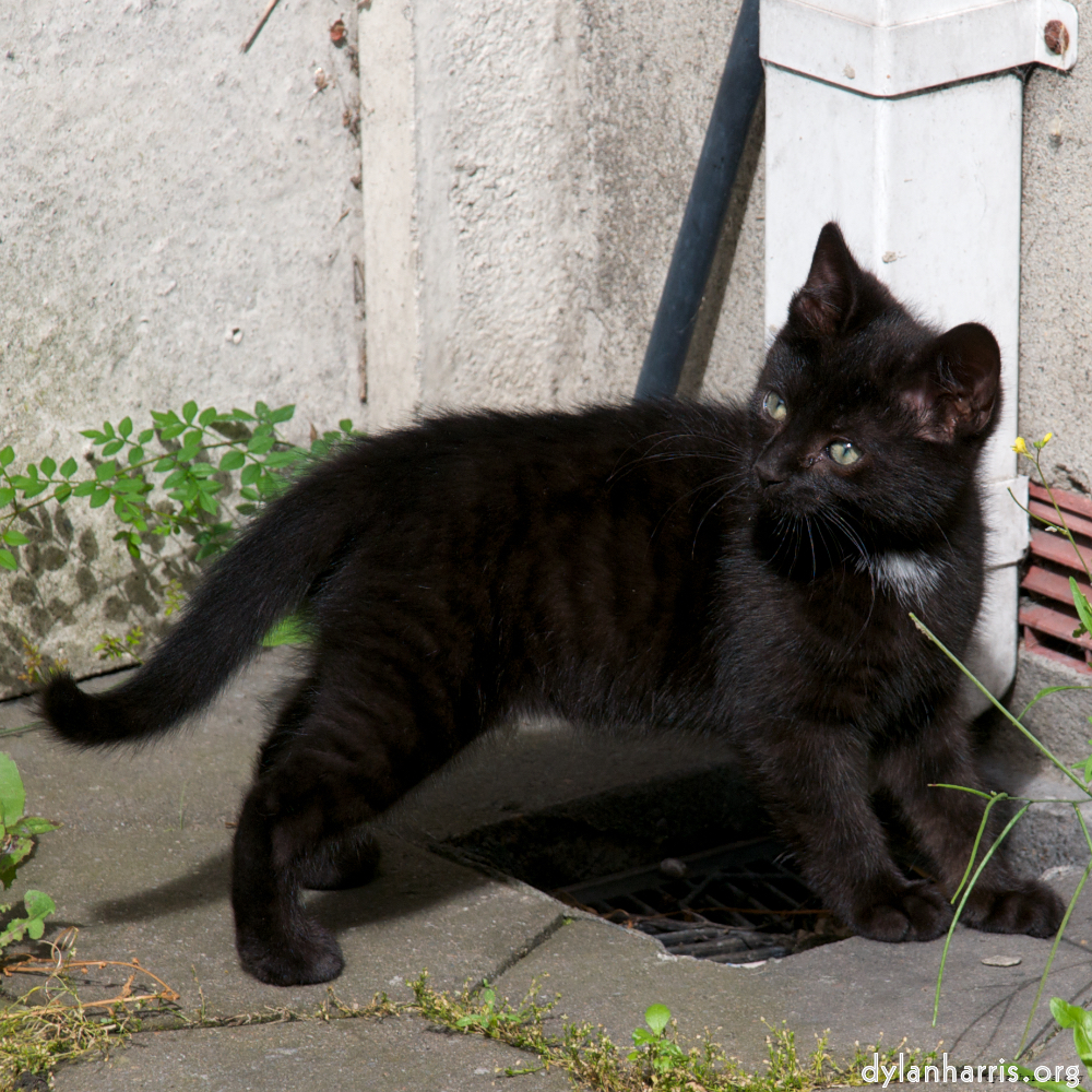 Image 'small lives<br>meet the kitties 1'.