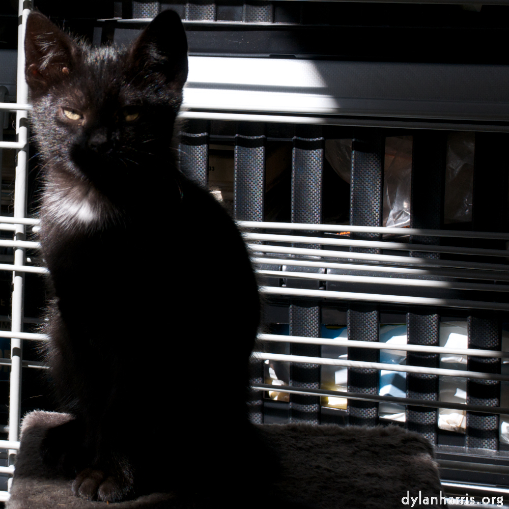 image: This is ‘
small lives — meet the kitties 4
’.