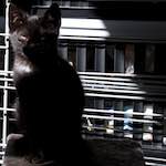 Fourth image from the photoset 'small lives<br>meet the kitties'.