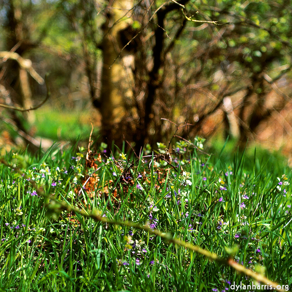 image: This is ‘
fen (xi) 1
’.