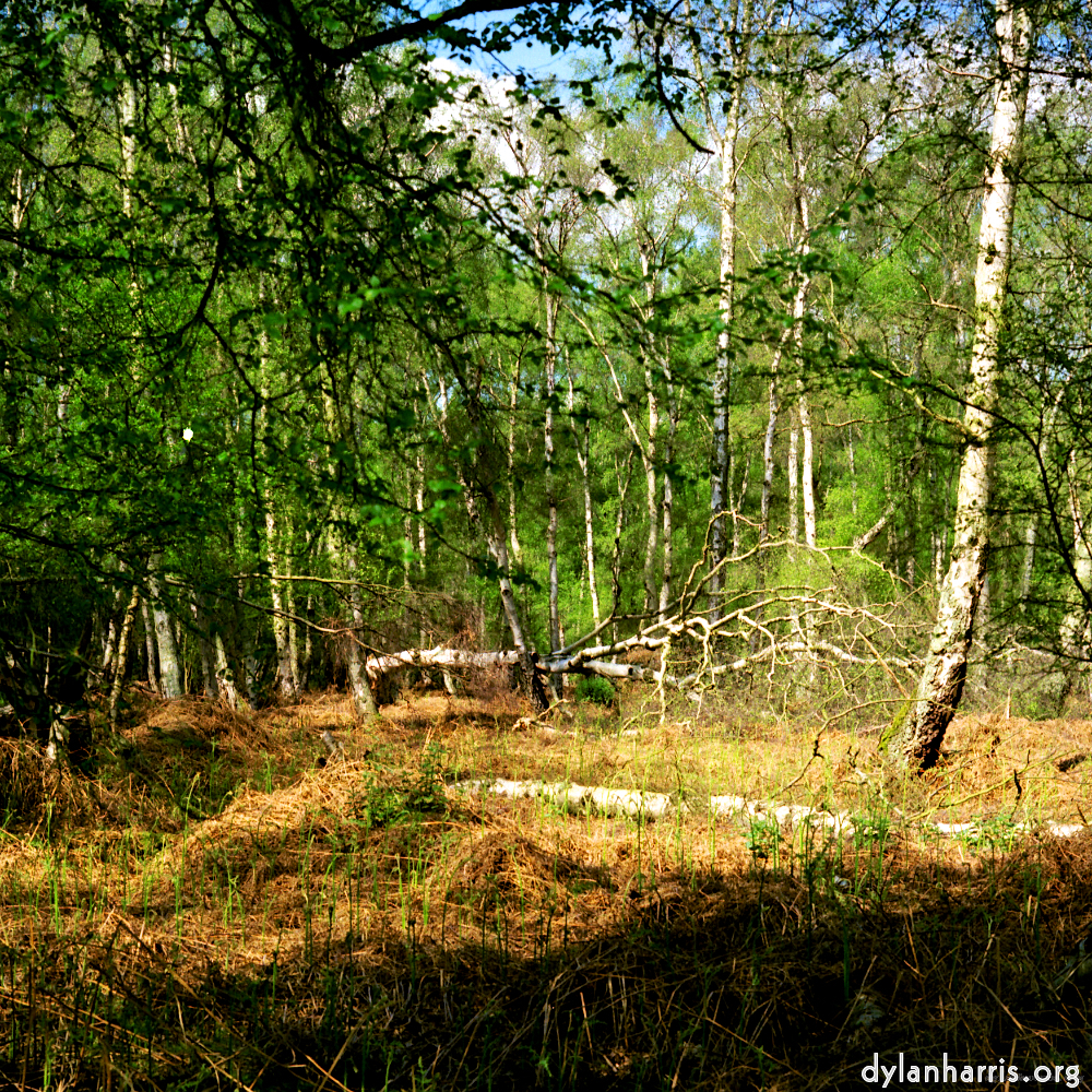 Image 'fen (xii) 1'.