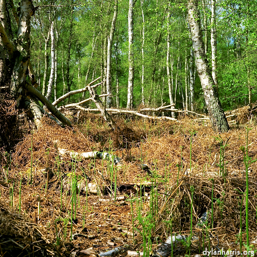 Image 'fen (xii) 2'.