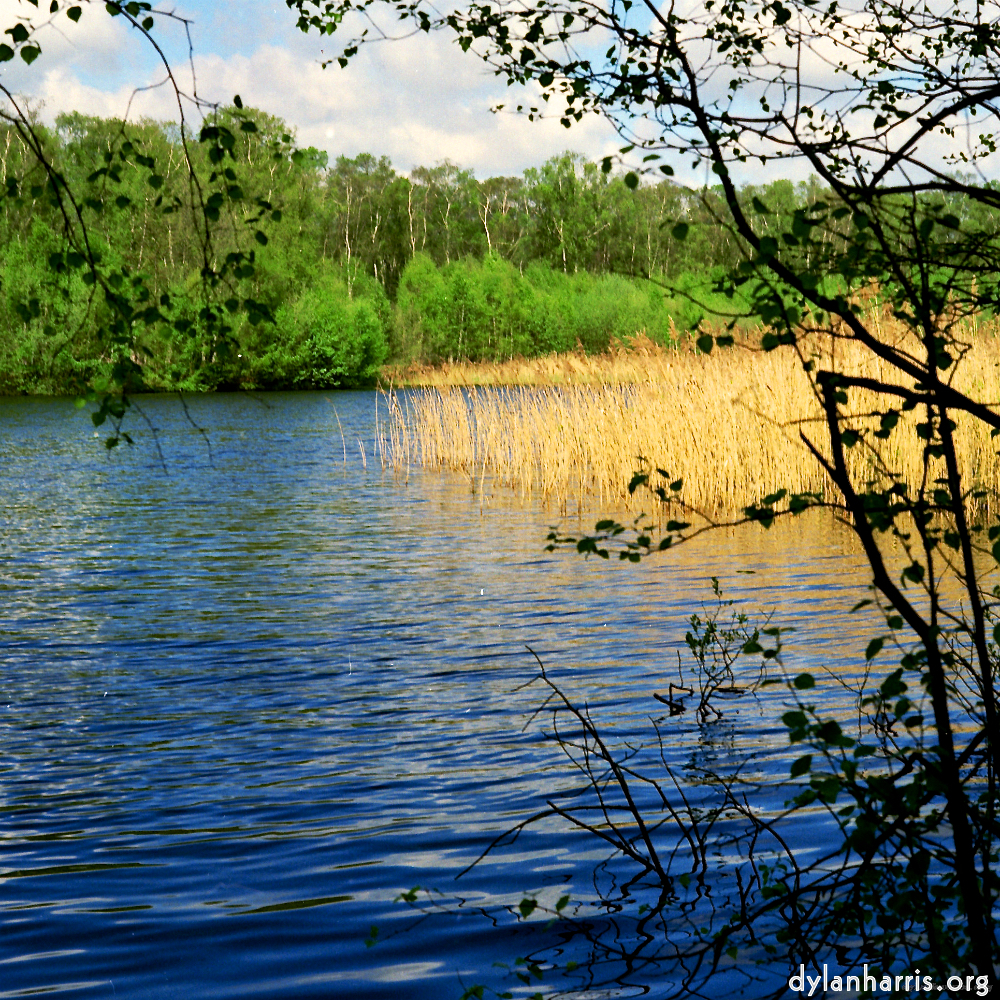 Image: Image 'fen (xii) 3'.