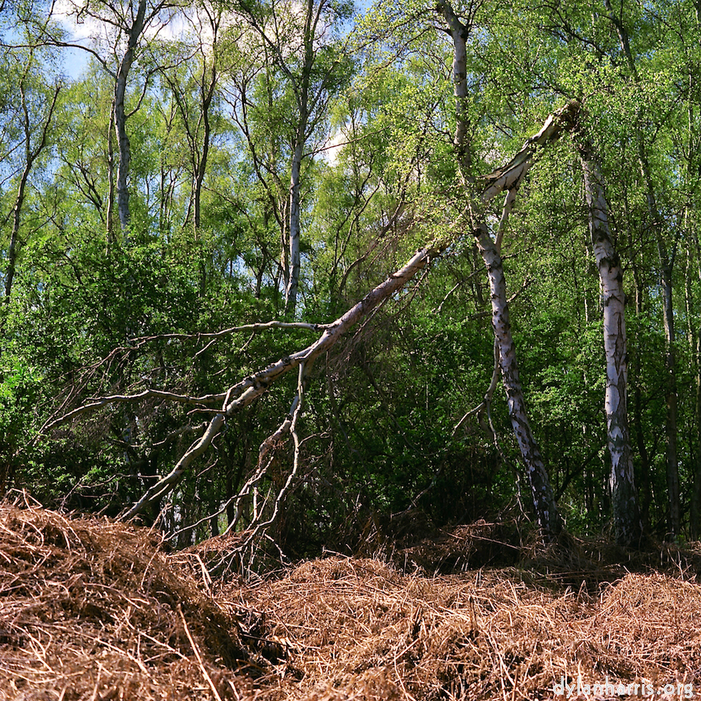 Image: Image 'fen (xii) 4'.