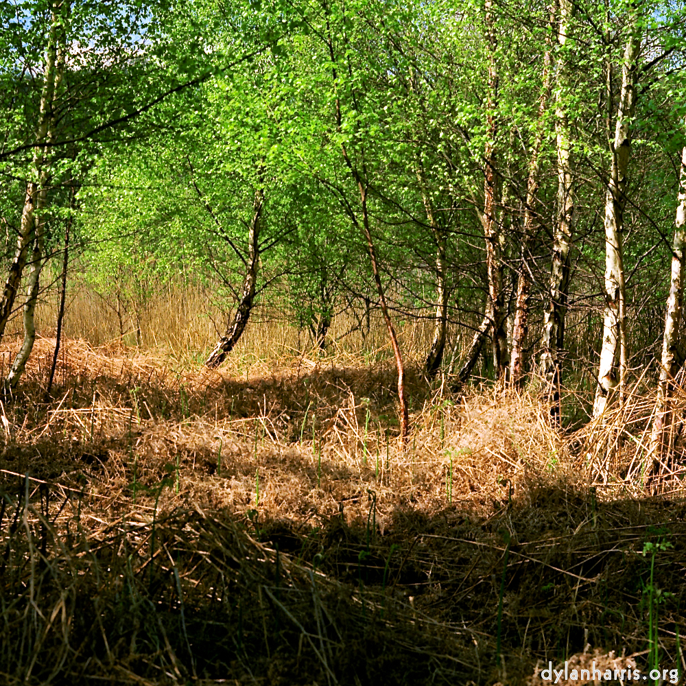 Image: Image 'fen (xii) 6'.