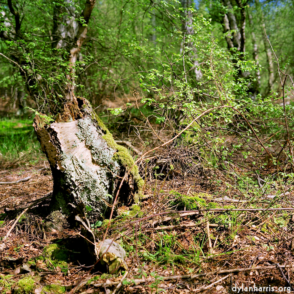 Image: Image 'fen (xii) 7'.