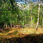 Image: First image from the photoset 'fen (xii) '.