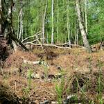 Image: Second image from the photoset 'fen (xii) '.