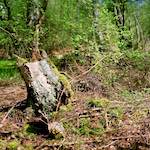 Image: Seventh image from the photoset 'fen (xii) '.