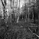 Image: Second image from the photoset 'fen (xiii)'.