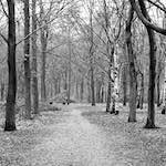 image: Image from the photoset ‘
wood (v)
’.