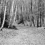 image: Image from the photoset ‘
wood (v)
’.