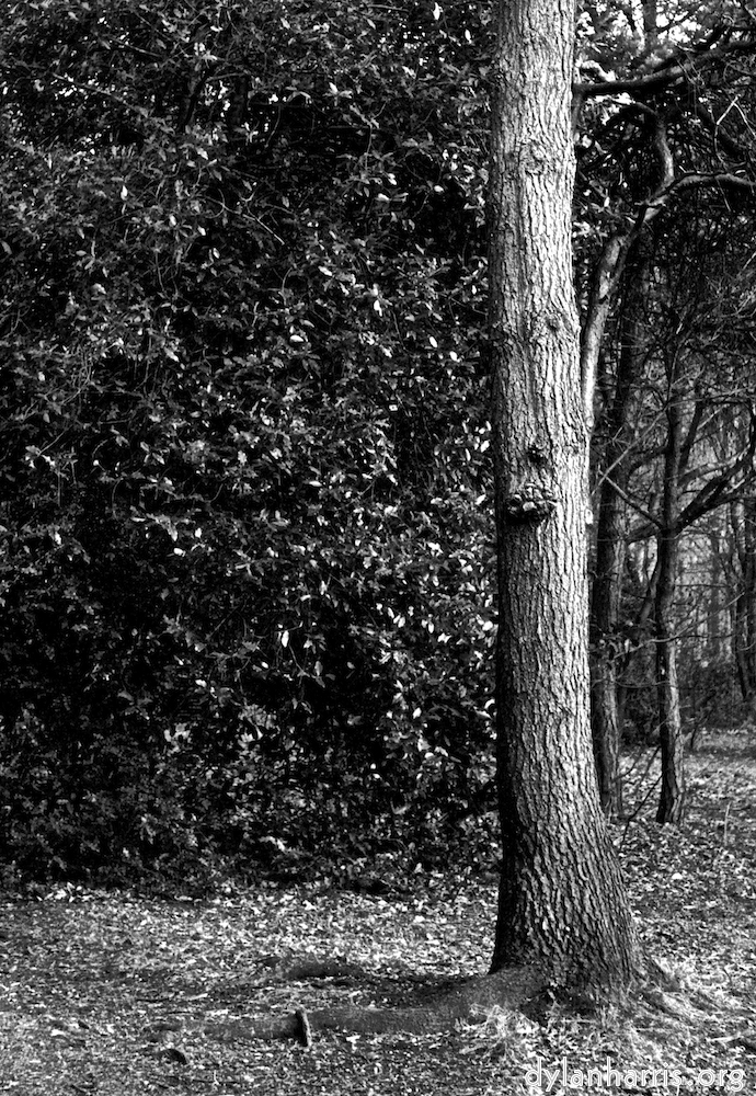 image: This is ‘
wood (vi) 3
’.