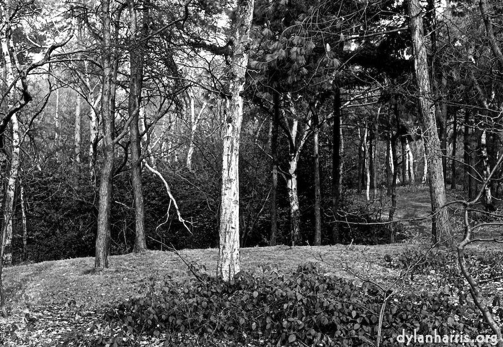 image: This is ‘
wood (vi) 4
’.