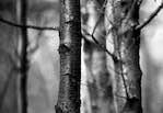 image: Image from the photoset ‘
wood (vi)
’.