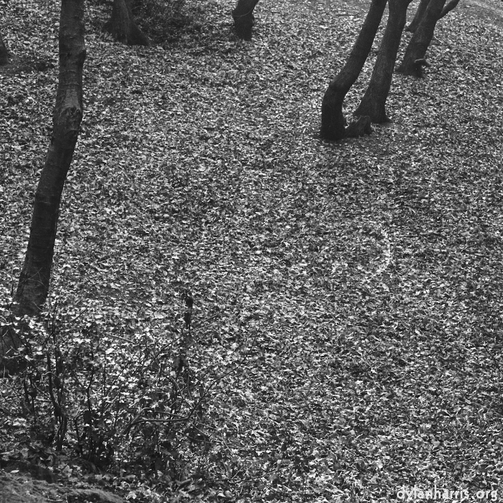 Image: Image 'wood (xxv) 2'.