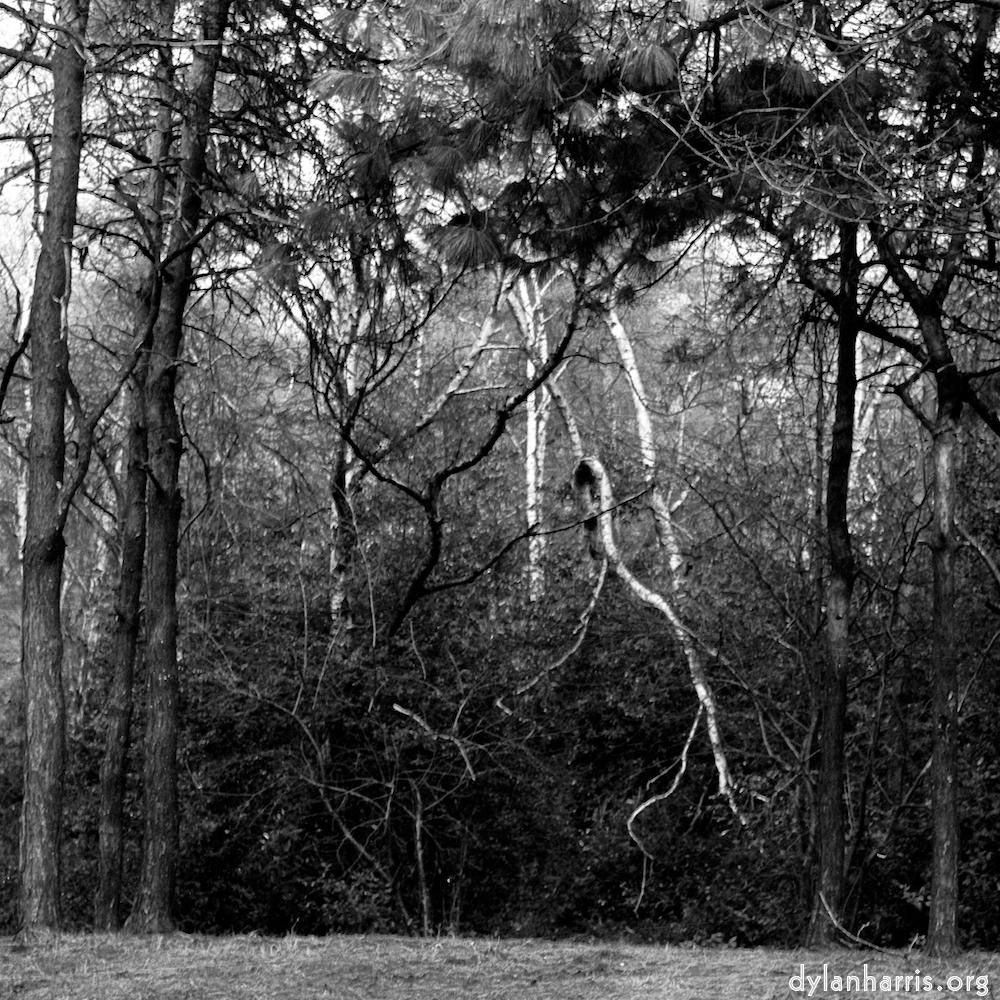 Image: Image 'wood (xxv) 4'.