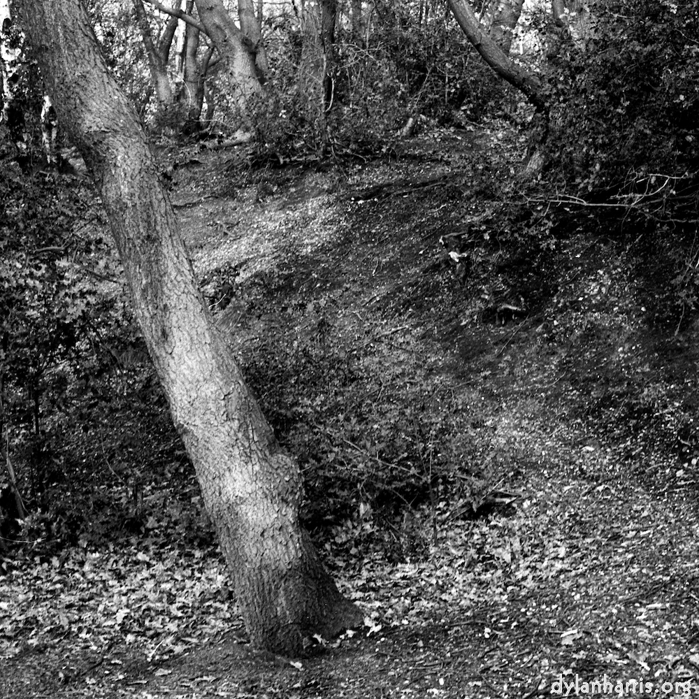 Image: Image 'wood (xxv) 5'.