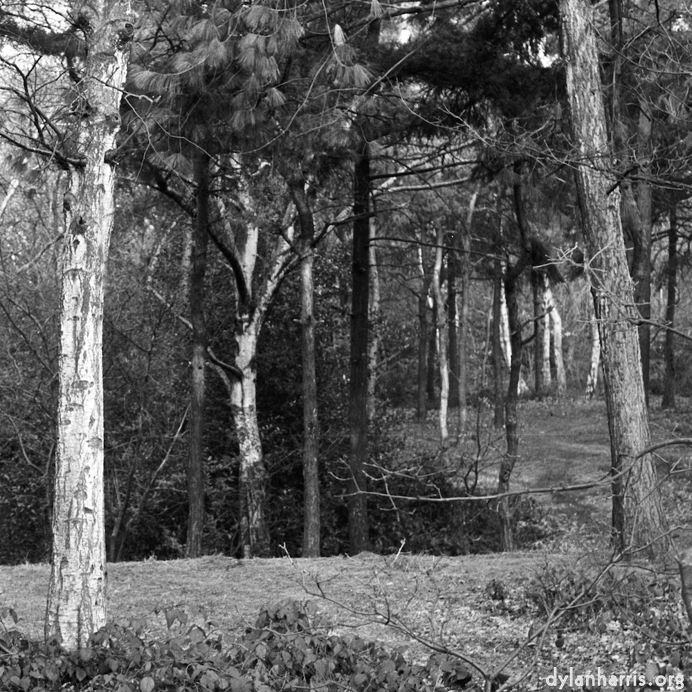 Image: Image 'wood (xxv) 6'.