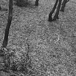 Image: Second image from the photoset 'wood (xxv)'.