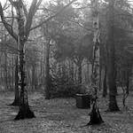 Image: Third image from the photoset 'wood (xxv)'.