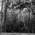 Image: Fourth image from the photoset 'wood (xxv)'.