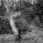 Image: Fifth image from the photoset 'wood (xxv)'.