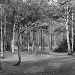 Image: Ninth image from the photoset 'wood (xxv)'.