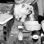 Image: Second image from the photoset 'daws hill (i)'.