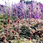 Image: Fourth image from the photoset 'sculpture (ii)'.