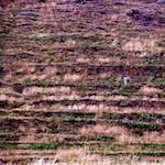 Image: Second image from the photoset 'edinburgh (xiii)'.