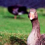 Third image from the photoset 'edinburgh (xv)'.