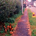 Image: Second image from the photoset 'roxton'.