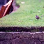 Second image from the photoset 'edinburgh (ii)'.