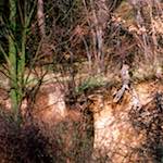 Image: First image from the photoset 'auto (v)'.