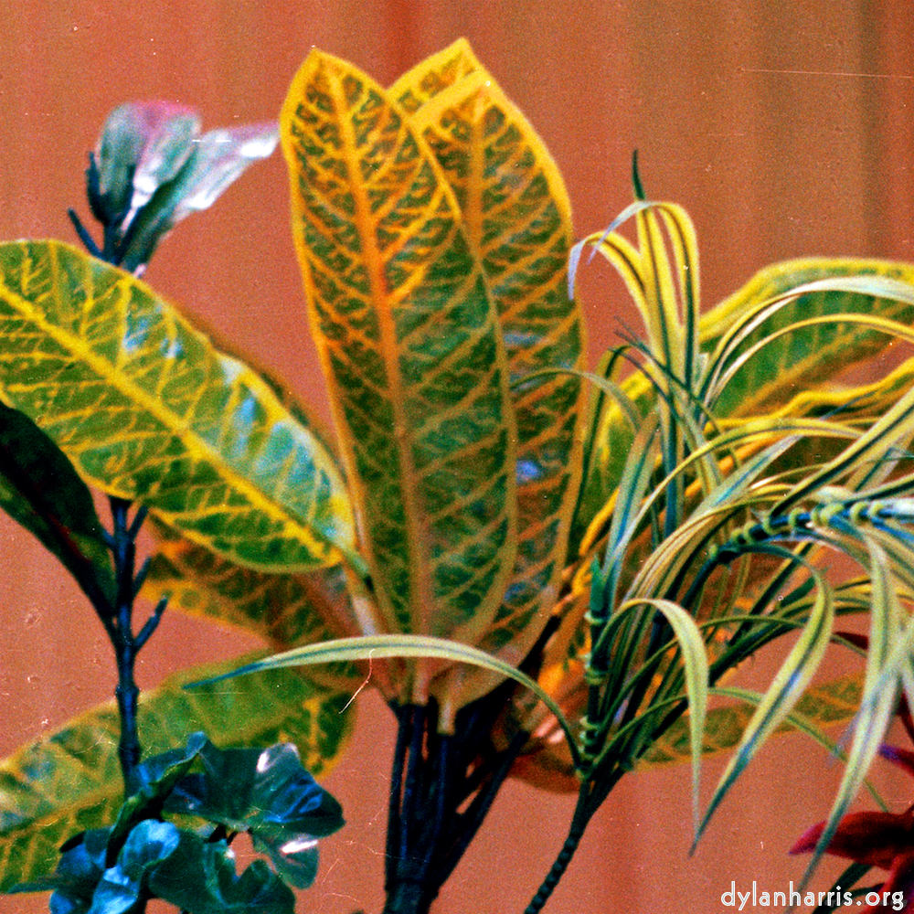 Image 'flower (xi) 3'.