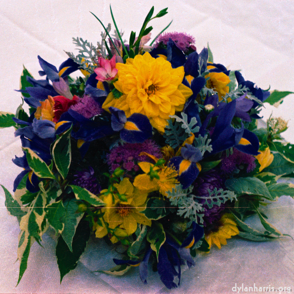 Image 'flower (xi) 4'.