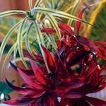 Image: First image from the photoset 'flower (xi)'.