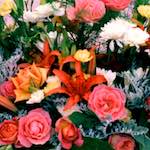 Image: Second image from the photoset 'flower (xi)'.