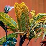 Image: Third image from the photoset 'flower (xi)'.