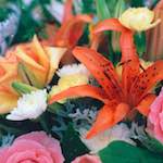 Image: Fifth image from the photoset 'flower (xi)'.