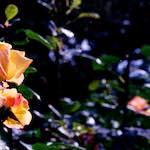 First image from the photoset 'edinburgh (x)'.