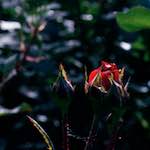 Fifth image from the photoset 'edinburgh (x)'.